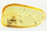Detailed Fossil Ichneumon Wasp (Ichneumonidae) In Baltic Amber #367449-1